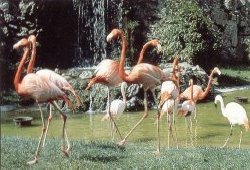 zoo flamingos